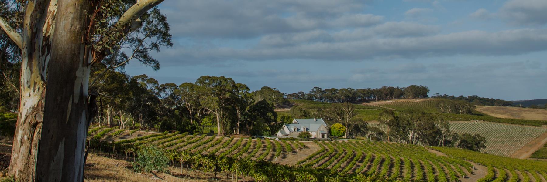 Hickinbotham winery on sale